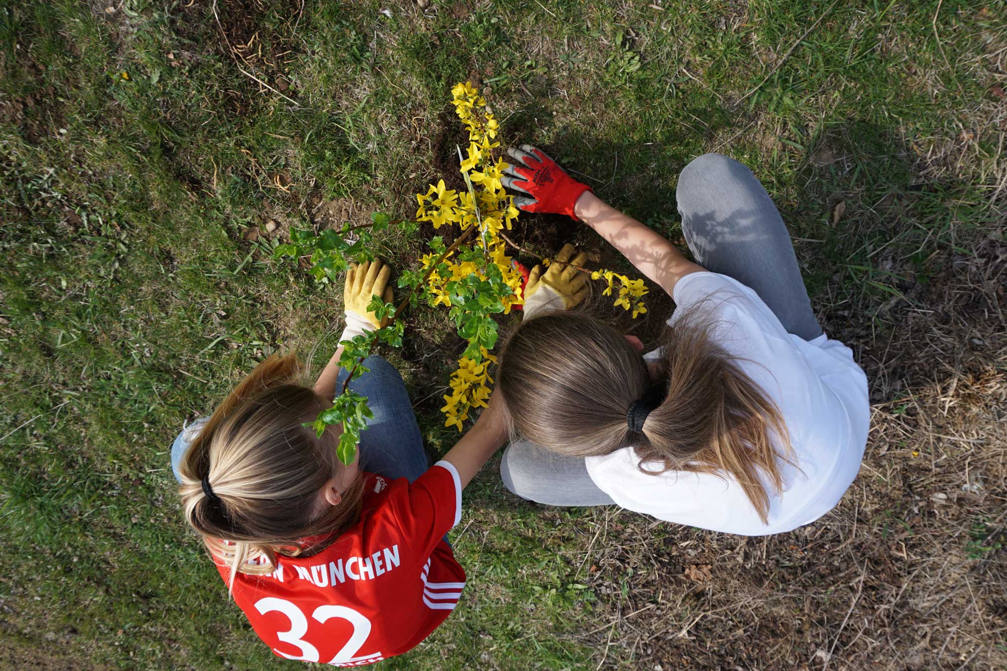 Ein Foto aus Vogelperspektive zeigt, wie eine Schülerin mit roten Gartenarbeitshandschuhen eine Forsythie einpflanzt.